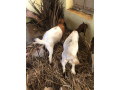 boer-goats-2-kids-2months-healthy-100-bloodline-small-0