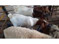 boer-goats-2-kids-2months-healthy-100-bloodline-small-2