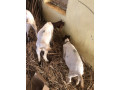 boer-goats-2-kids-2months-healthy-100-bloodline-small-1