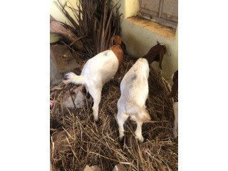 Boer Goats 2 kids 2months Healthy 100% BLOODLINE