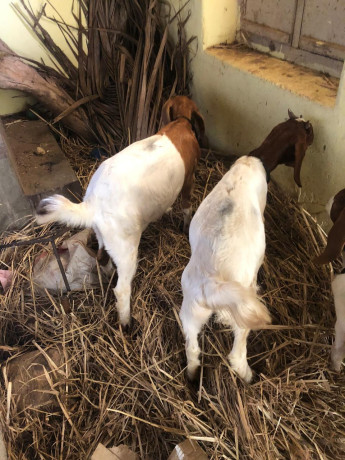 boer-goats-2-kids-2months-healthy-100-bloodline-big-0