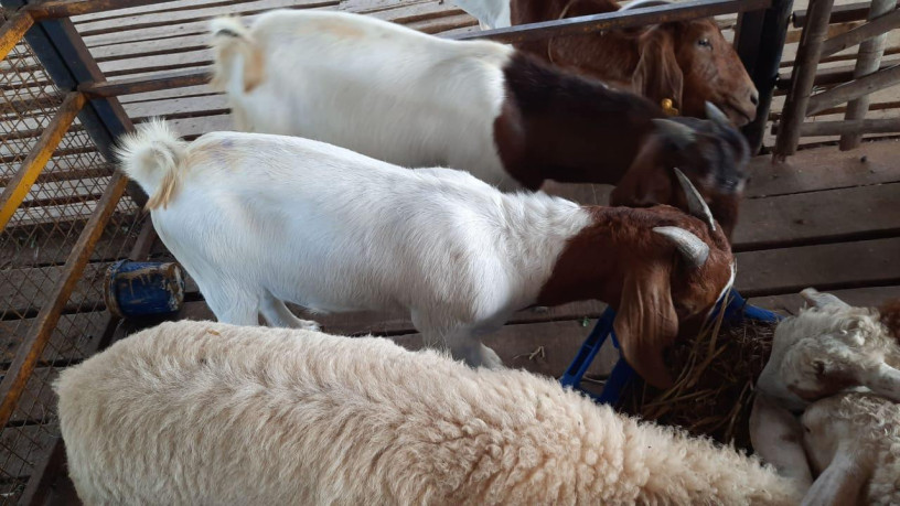 boer-goats-2-kids-2months-healthy-100-bloodline-big-2
