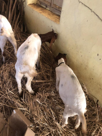 boer-goats-2-kids-2months-healthy-100-bloodline-big-1